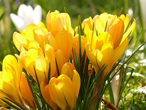 10 x Crocus Yellow Mammoth bulbs size 7/8 - Spring flowers plants - Free UK P &amp; P