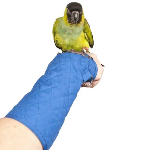 Parrot Arm Perch - Size: SMALL by Bigbird