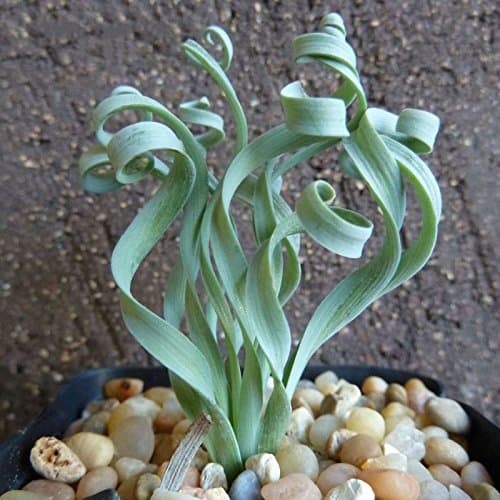 A Pack 50 Pcs Width Foliage Spring grass Seeds garden Rare Plant Interesting Balcony Plant Potted Spiral grass bonsai Seeds