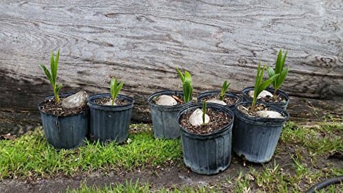 GEOPONICS 1 Coconut Palm Tree sprouted (Malayan)