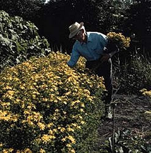 Herb Seeds - St Johns Wort Seeds