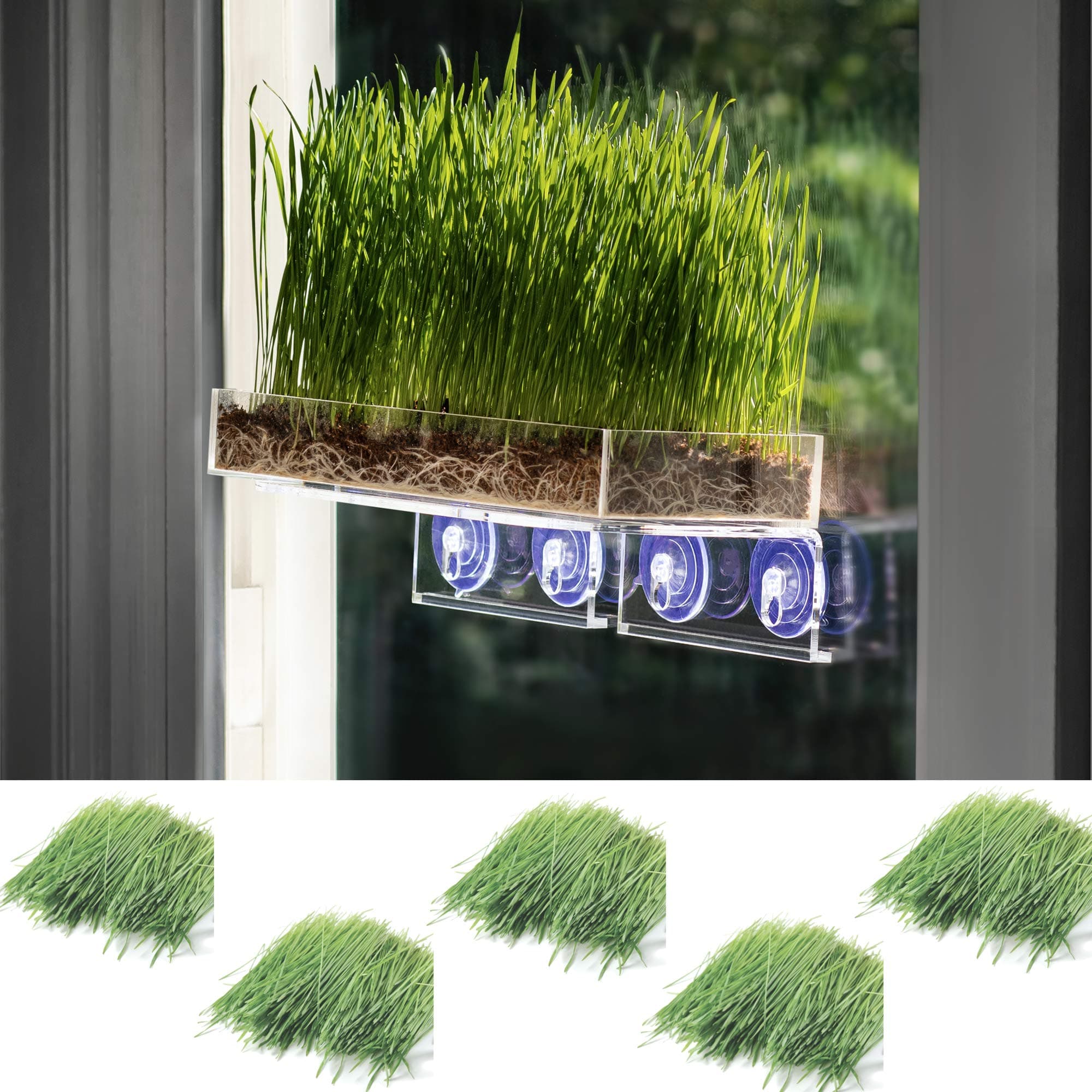 Window Garden Double Veg Ledge Shelf Organic Wheatgrass Kit Bundle (5) -Enough Pre-Measure Seeds, Fiber Soil to Grow 5 Trays on Your Indoor Window. Superfood Healthy Benefits for You and Your Cat.