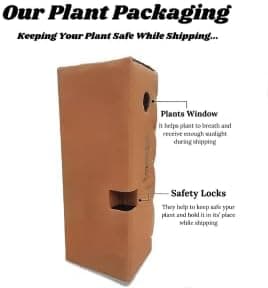 Floryzen Live Holy Tulsi Plant | Sacred Basil for Home & Garden | Natural Air Purifier, Positive Energy, Vastu & Pooja Plant | Fresh Live Plant in Pot (Rama Tulsi)