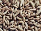 Black Soldier Fly Larvae 200 Count