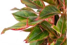 Garden Art Aglaonema Lipstick Red Multistem | Bushy Air Purifying Natural Healthy Live Indoor Evergreen Plant With Grower's Pot