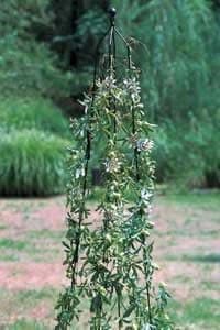 GAP GARDEN PRODUCTS Medium Classic Climbing Column