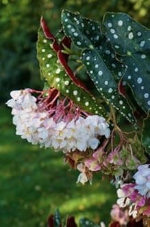 SVG® Imported Drooping Begonia For Your Home & Garden pack of 2 bulbs (WHITE WITH YELLOW CENTER)