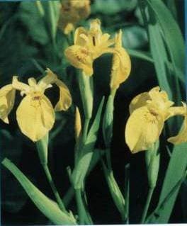 Yellow Pond Iris