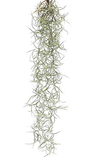 Hanging Airplant - Spanish Moss