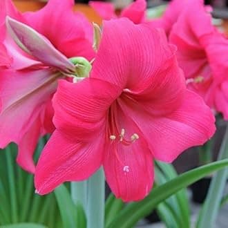 Ritz Farming� All season Amaryllis lily Flower Bulbs varietyAmaryllis lily Flower Bulbs for all season Home & Outdoor Gardening Plants (color- Pink) Pack of 4