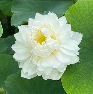 Indian Gardens - Lotus Live Plant Rare Plant Original Color Guarantee Plant | Indoor | Outdoor Live