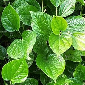 Betel Leaf/Magai Paan Live Plant (Piper betle) | Green Paan Patta| Pinang/Penang | Betel Vine Plant | Natural Mouth Freshener | Live Plant with Pot