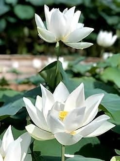 Beautiful Ultimated Thousand Petal "White Lotus" Live plant (Tuber/Root) Orginal Variety Guarante Blooming with in 30 Days big hybrid water lily.