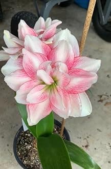 SVG® Imported Double Amaryllis Lily Flower Bulbs for Planting and Gardening, Pack Of 2 Bulbs (White & Light Pink)