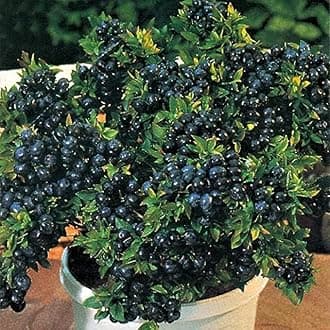 Blueberry Live Plant Hybrid Fruit Rare Exotic Grape Tropical Fruit Live Plant (Blueberry Live Plant)