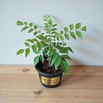 Bhajanlal Greenery Live Curry Leaf Plant (Kadi Patta) – Healthy Aromatic Herb Plant for Home & Kitchen Garden – Natural Meetha Neem Plant in Pot