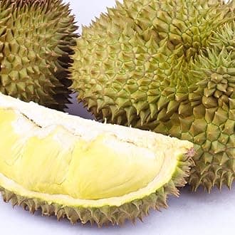 Durian (Mon Thong, Seedling) Exotic 1 Live Fruit Plant
