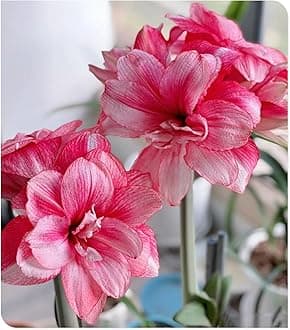 Amarylli Planting Pots to Grow to Grow Surprise Fall or Spring Indoor or Outdoor Professional-4bulbs-a