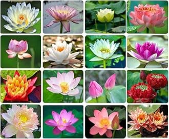Ficoszo 30PCS Bowl Lotus Seeds Bonsai Lotus Seeds for Planting Water Lily Flower Aquatic Plants Seed Pond Plants Non GMO Home Garden Plant Seed Flowering Aquatic Bonsai Plant (Nelumbo)