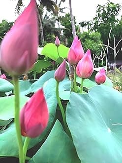 Guarante Blooming BIG Hybrid Water Lotus ULTIMATED PINK Lotus Live Plant (TUBER/Root) Orginal Variety For OutDoor & Indoor