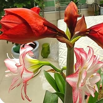 Amaryllis for Planting Now UK Perennial Good for Containers Excellent Display Plant Bulbs Ornamental Greening Flower Natural Organic Easy Plant Perennial -4bulbs-F