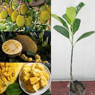 Golden Bloom Thai AllTime Grafted Jackfruit Plant, Grafted All seasons Jackfruit Plant (Height 1-2 FT)