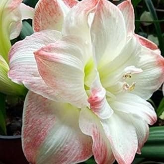 Amaryllis for Planting Now UK Perennial Good for Containers Excellent Display Plant Bulbs Ornamental Greening Flower Natural Organic Easy Plant Perennial -1bulb-M