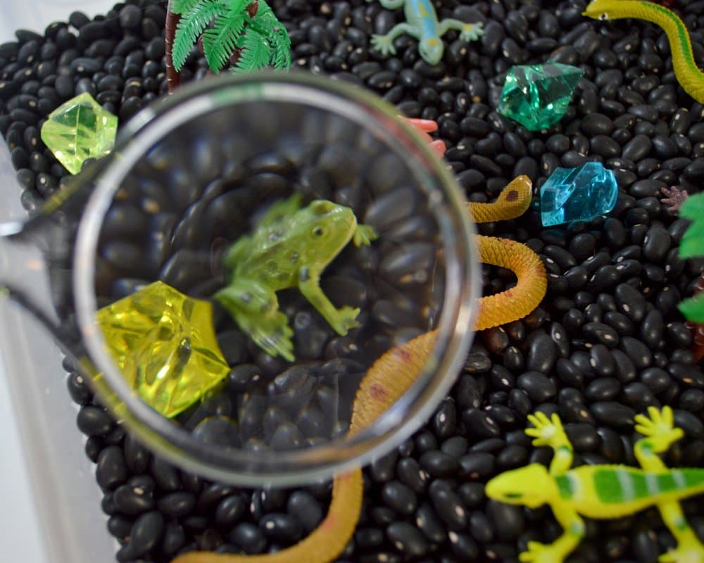 Rainforest Discovery Kit for Sensory Play (No Box)