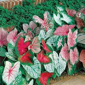 Caladium Bulbs, Fancy Mix, Pack of 10 – Easy-to-Grow Perennial Hosta with Heart Shaped, Colorful Leaves for Garden Beds, Containers, Patios, and Indoor Displays