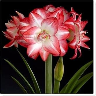 Amaryllis for Planting Now UK Perennial Good for Containers Excellent Display Plant Bulbs Ornamental Greening Flower Natural Organic Easy Plant Perennial -4bulbs-A