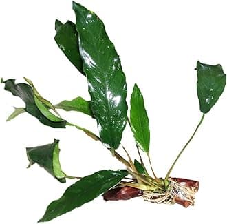 Maalavya Live Aquarium Aquatic Plant Anubias Minima (Anubias Minima on drift wood)