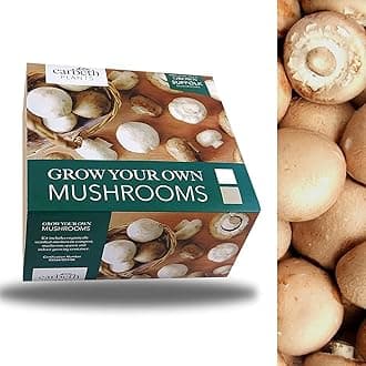 Mushroom Growing Kit - Grow Your Own Brown Button Suffolk Mushrooms - Perfect For Beginners - Educational Grow Our Kits With The Little Ones