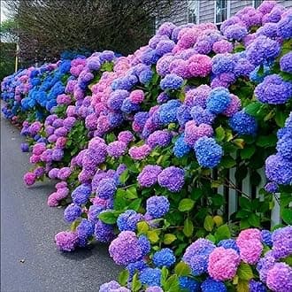 30pcs Blue Pink Purple Hydrangea Seeds - Stunning and Resilient Perennial Flowers for Your Garden