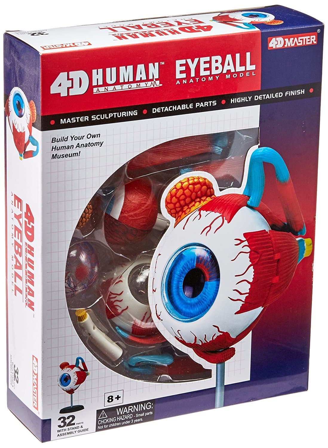 Human Anatomy - Eyeball Anatomy Model