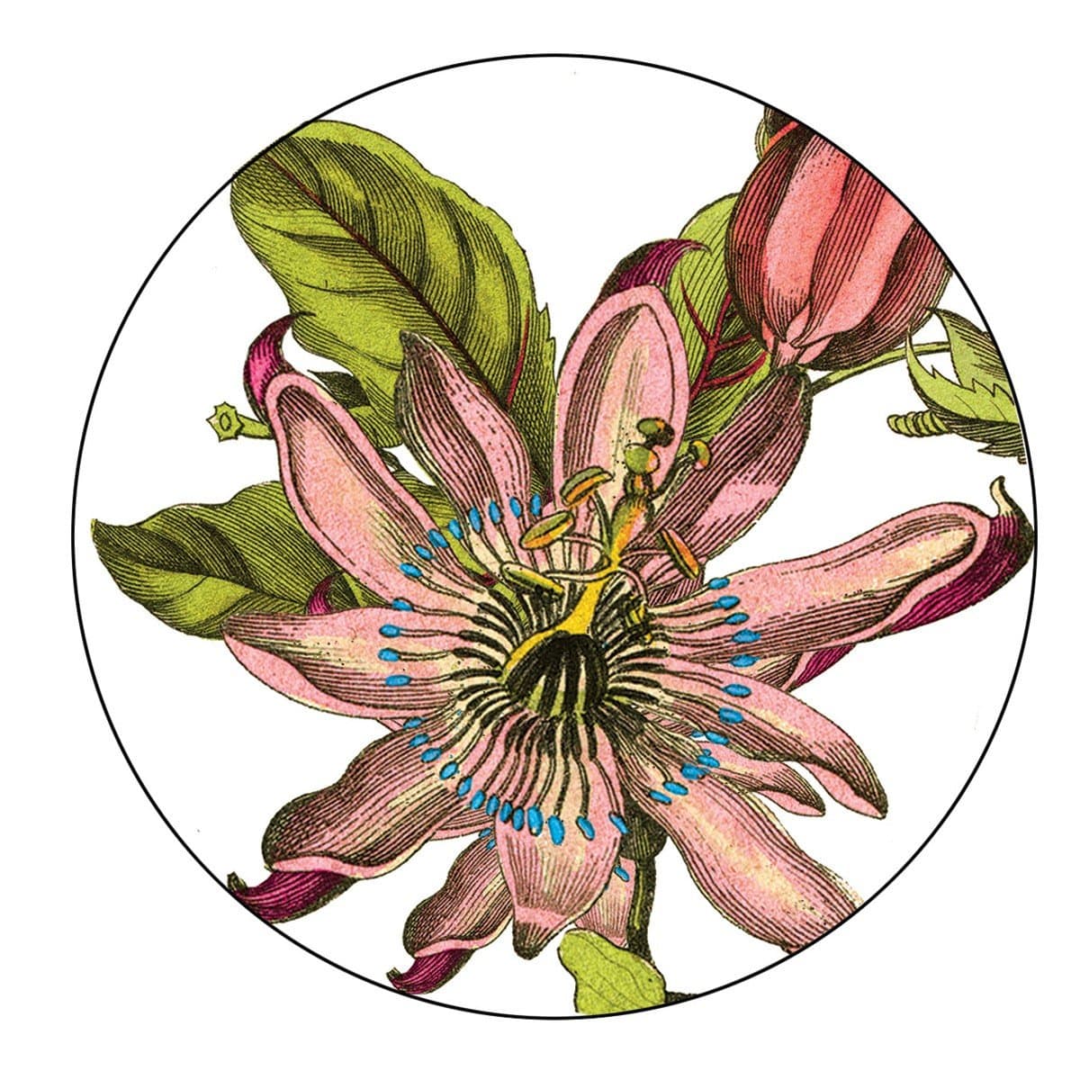 Caskata Studio 12 Count Paper Coasters in Box, Pink Passion