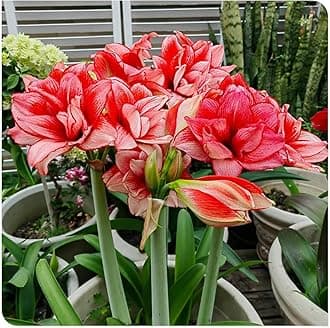 Amarylli Planting Pots to Grow to Grow Surprise Fall or Spring Indoor or Outdoor Professional-5bulbs-c