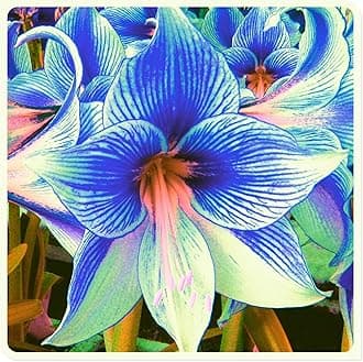 Amarylli Planting Pots to Grow to Grow Surprise Fall or Spring Indoor or Outdoor Professional-5bulbs-e