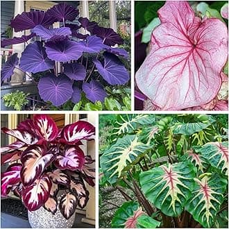 Large-Leaf Elephant Ear, Garden Decorative Planting-a-5 Bulbs