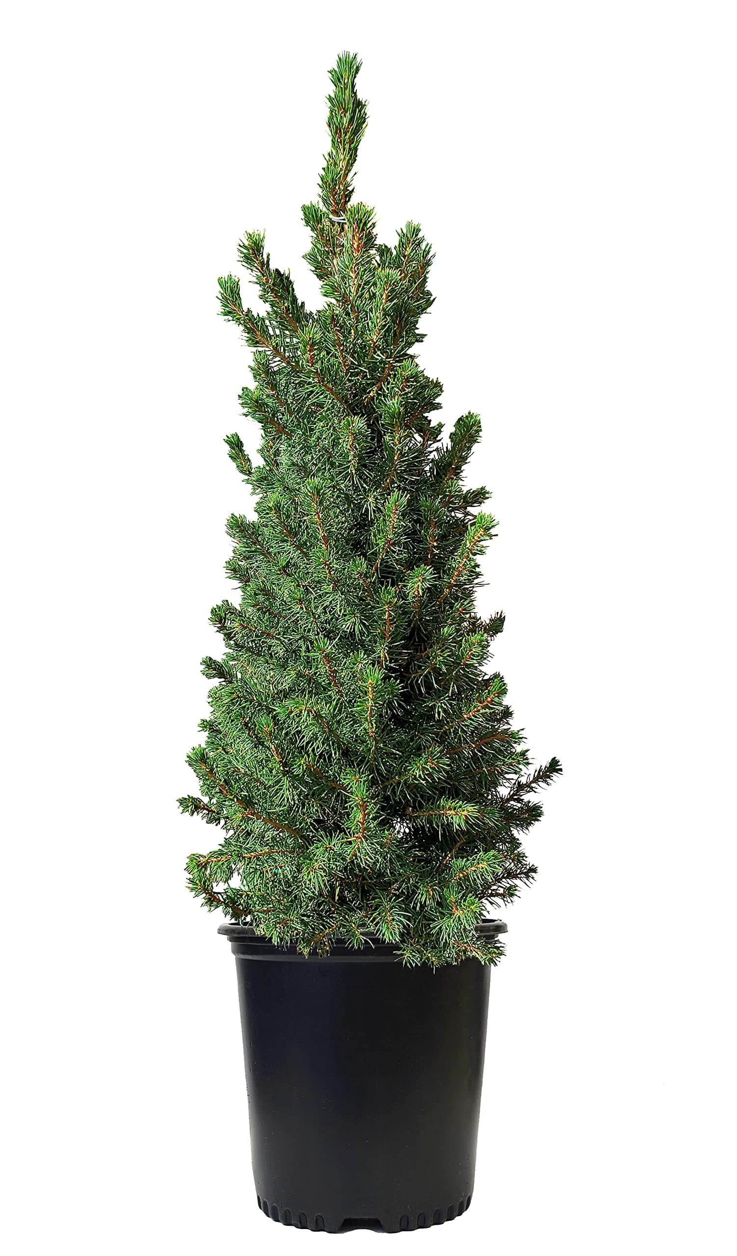 Picea glauca 'Conica' Evergreen