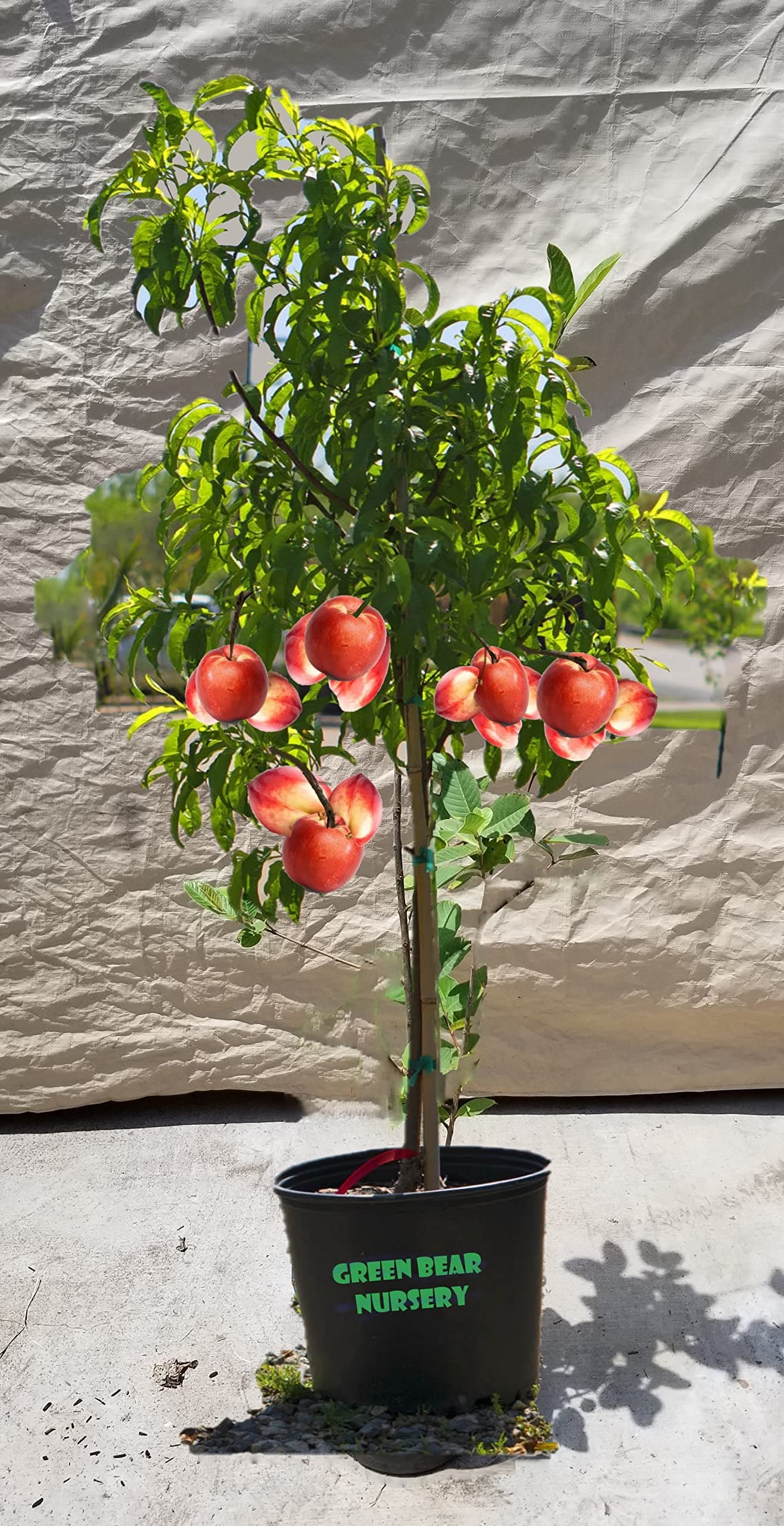 4 Year Old Grafted Fruit Tree (Snow Queen Nectarine, 5 Gallon)