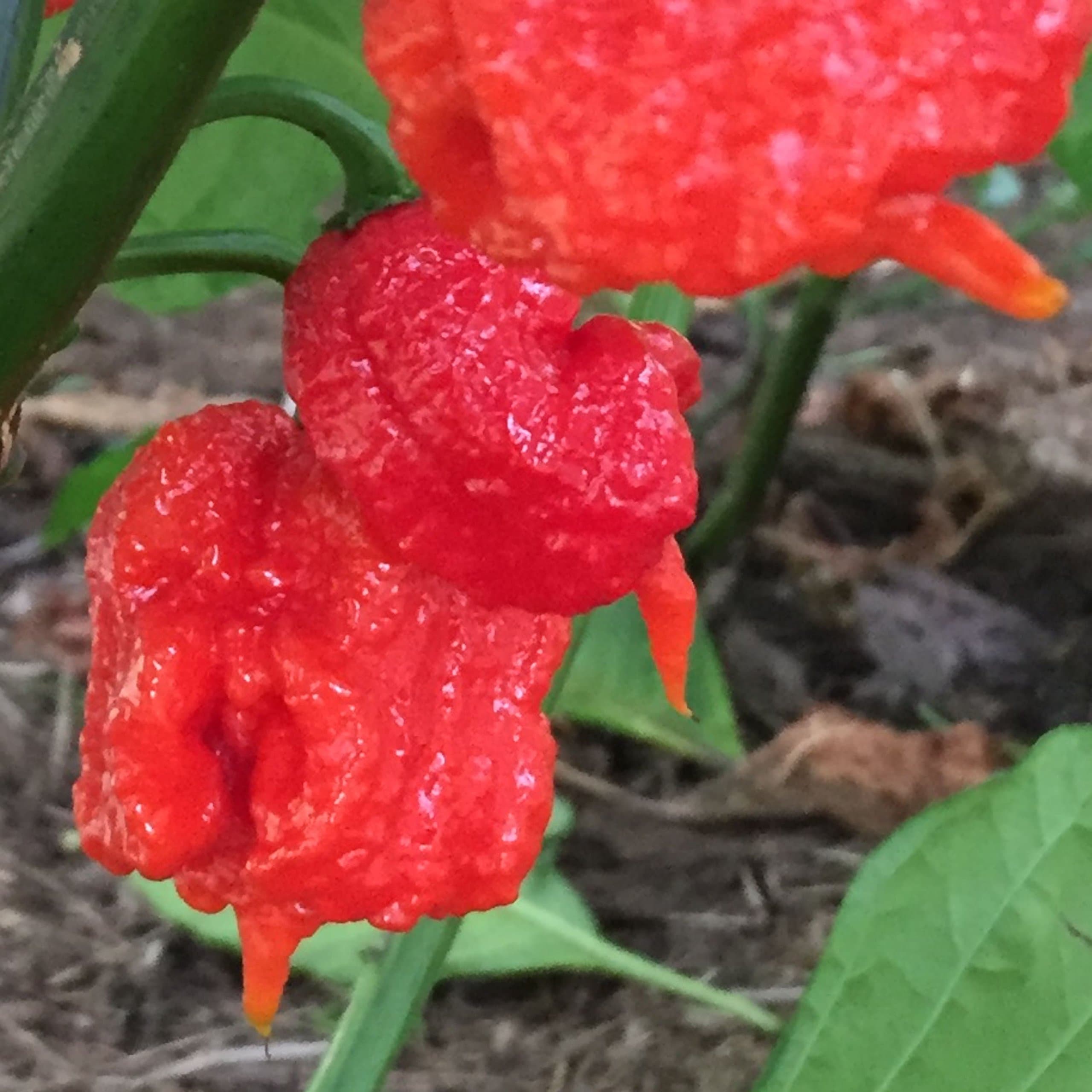 Hottest Chile Seed Collection I