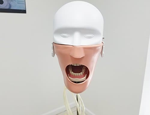 Dental Simulator Manikin Phantom Mount Teeth Tooth Typodont