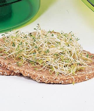 Broccoli Organic Sprouting Seeds 4 Ounces