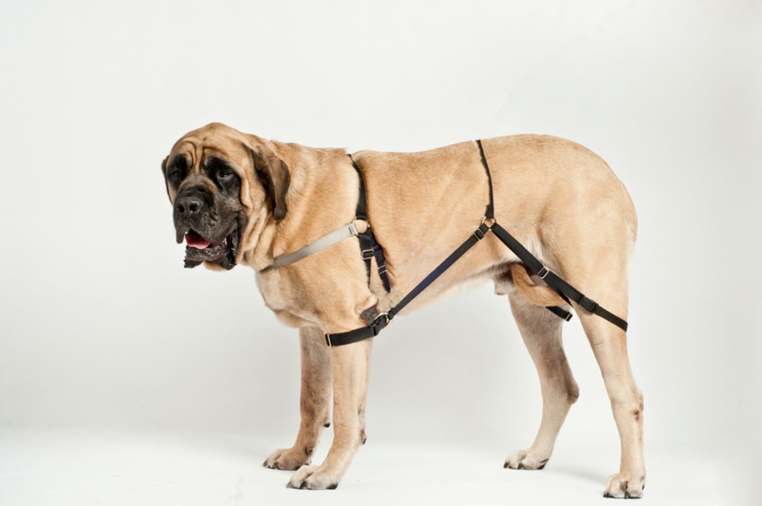 Jump Stop No Jump Dog Harness, Small S2 (Silver)