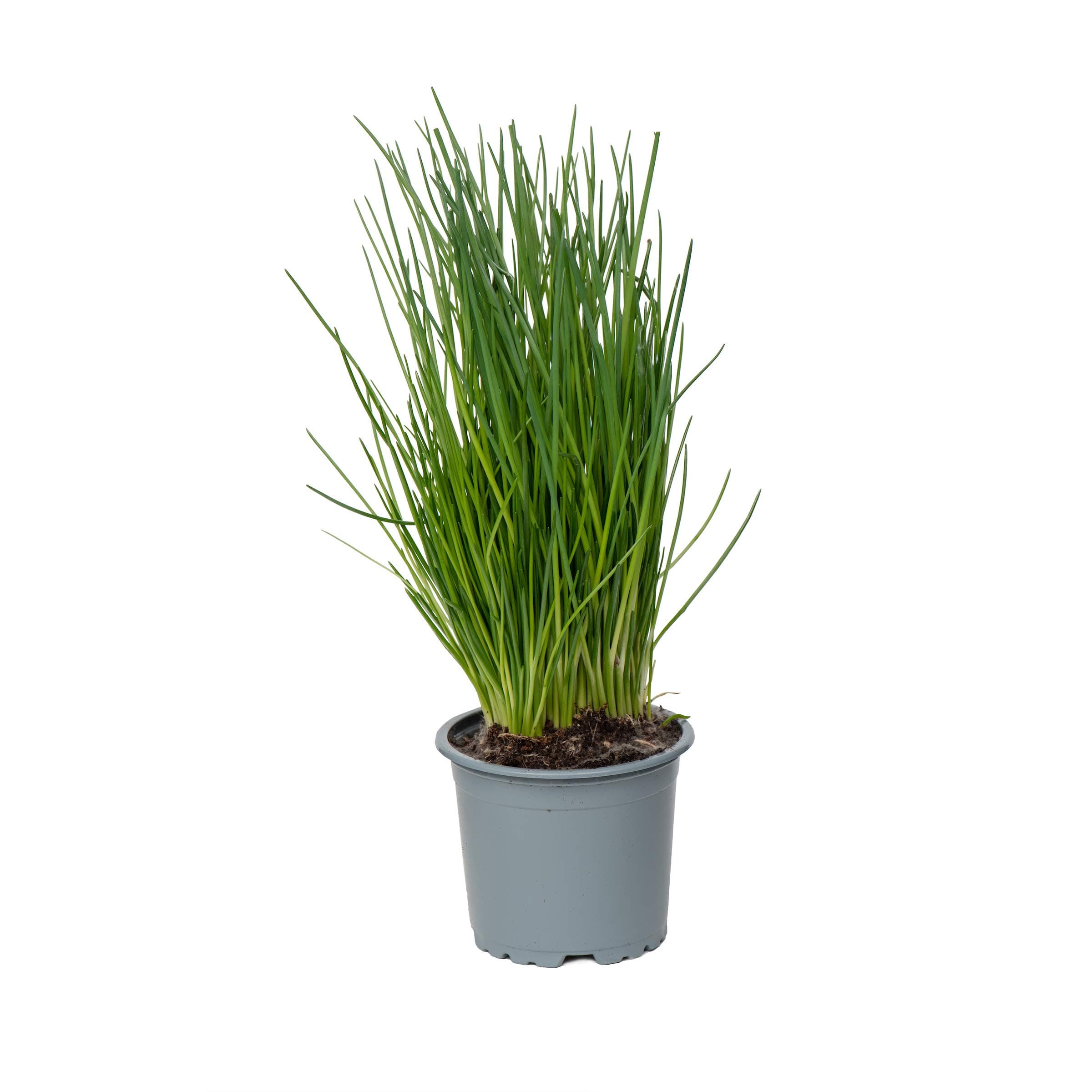 Langmead Herbs Fresh Growing Chives Pot